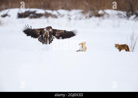 Asie, Japon, Hokkaido, Kushiro, Centre international de la grue d'Akan, renard roux japonais, Vulpes vulpes, aigle à queue blanche, Haliaeetus albicilla. Un imamur Banque D'Images