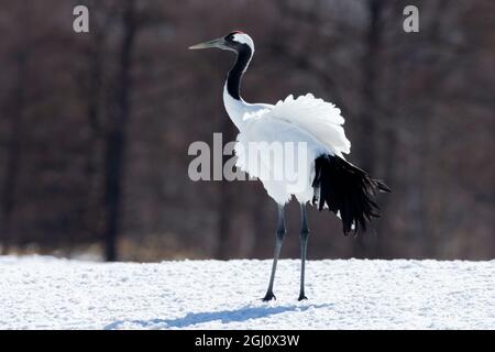 Asie, Japon, Hokkaido, Kushiro, Sanctuaire de la grue à couronne rouge Tsuri-Ito, grue à couronne rouge, Grus japonensis. Portrait d'une grue adulte à couronne rouge. Banque D'Images