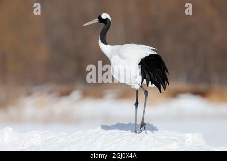 Asie, Japon, Hokkaido, Kushiro, Centre international de la grue d'Akan, grue à couronne rouge, Grus japonensis. Portrait d'une grue à couronne rouge. Banque D'Images
