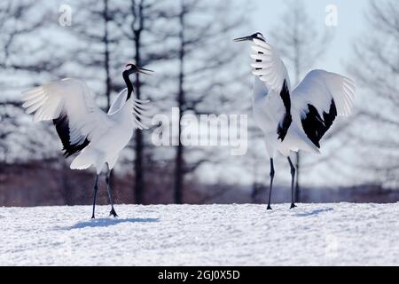 Asie, Japon, Hokkaido, Kushiro, Sanctuaire de la grue à couronne rouge Tsuri-Ito, grue à couronne rouge, Grus japonensis. Deux grues à couronne rouge pratiquent leur cour Banque D'Images