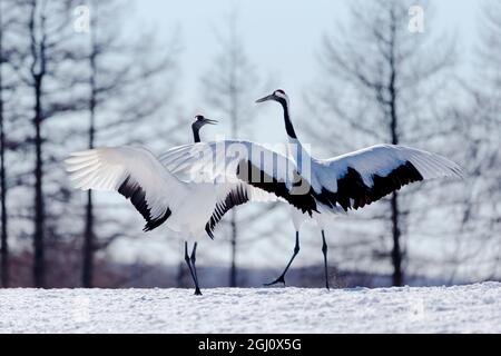 Asie, Japon, Hokkaido, Kushiro, Sanctuaire de la grue à couronne rouge Tsuri-Ito, grue à couronne rouge, Grus japonensis. Deux grues à couronne rouge pratiquent leur cour Banque D'Images