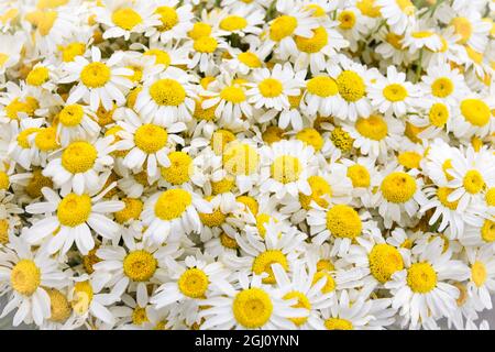 Istanbul, Turquie. Gros plan sur les fleurs de camomille. Banque D'Images
