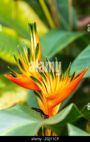 Caraïbes, Trinidad, Asa Wright nature Centre. Oiseau de paradis fleuri. Credit AS: Cathy et Gordon Illg / Jaynes Gallery / DanitaDelimont.com Banque D'Images