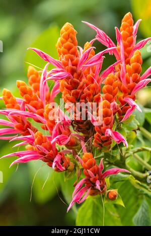 Caraïbes, Trinidad, Asa Wright nature Centre. Fleurs orange et rose. Credit AS: Cathy et Gordon Illg / Jaynes Gallery / DanitaDelimont.com Banque D'Images