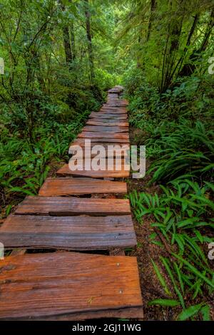 La promenade en bois de cèdre traverse une ancienne forêt de cèdre sur l'île Meares près de Tofino, Colombie-Britannique, Canada MR Banque D'Images