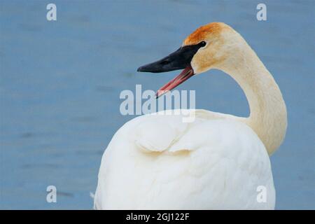 Cygne trompettiste sur le fleuve en hiver. Autrefois en voie de disparition, cet oiseau le plus lourd d'Amérique du Nord est maintenant rétabli. La couleur de la rouille provient de l'alimentation sur t Banque D'Images