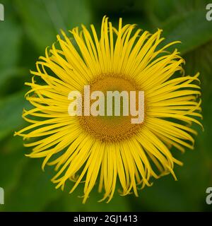 Gros plan de l'elecampane, Inula helenium, également appelé cheval-guérir ou elfdock Banque D'Images