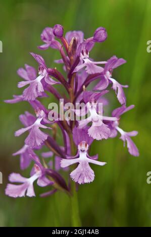 Canada, Ontario, parc national de la Péninsule-Bruce. Petites orchidées à franges violettes en gros plan. Banque D'Images