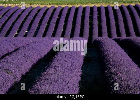 Champs de lavande sur la plaine de Valensole, Provence, sud de la France. Banque D'Images