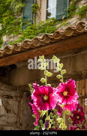 Des fleurs de hollyhocks fleurissent en Provence dans le sud de la France. Banque D'Images