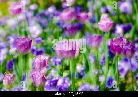 Tulipes sur maison et jardins de Claude Monet, Giverny, France Banque D'Images