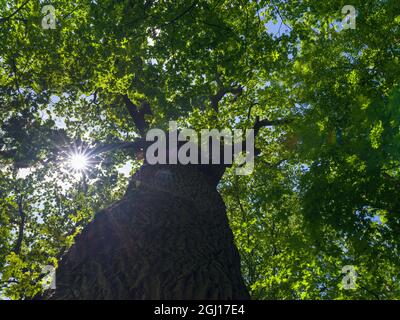 L'Alte Eiche (vieux chêne), l'un des plus anciens arbres de la forêt de Hainich en Thuringe, parc national et site classé au patrimoine mondial de l'UNESCO. Amorçage Banque D'Images