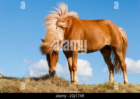 Europe, Islande, lac Myvatin, cheval islandais. Portrait d'un cheval islandais. Banque D'Images