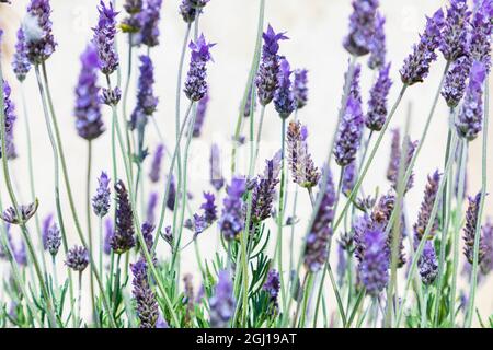 Fleurs de Lavande sur un fond blanc. Banque D'Images