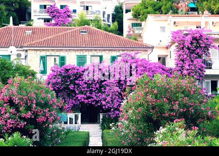 Le buisson de Bougainvillea se développe à côté de bâtiments résidentiels sur la côte de Croatie. Paysages d'été en voyage. Banque D'Images