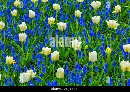 Tulipes blanches feuilles vertes Muscaris bleus Domaines Keukenhoff Lisse Holland aux Pays-Bas. Appelé le jardin de l'Europe Banque D'Images