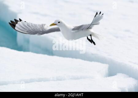 Arctique, au nord de Svalbard. Un kittiwake à pattes noires survole la glace à la recherche de poisson. Banque D'Images