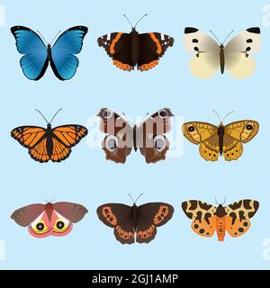Une collection de papillons et de papillons. Il y a un Morpho menelaus a Vanessa atalanta an Arran brun un petit blanc, un vice-roi, un paon européen, Un Illustration de Vecteur