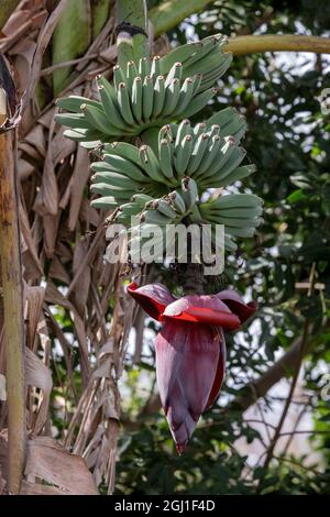 Fruit de la plante de Banana Banque D'Images