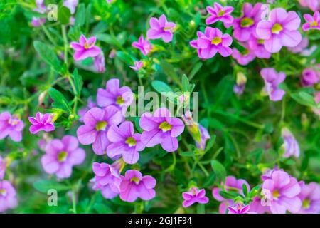 Calibrachoa, million Bells, États-Unis Banque D'Images