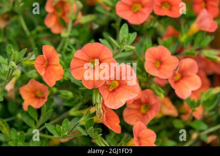 Orange million Bells, Calibrachoa, États-Unis Banque D'Images