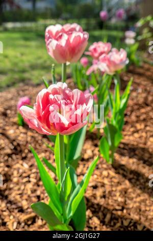 Tulipes doubles roses, États-Unis Banque D'Images