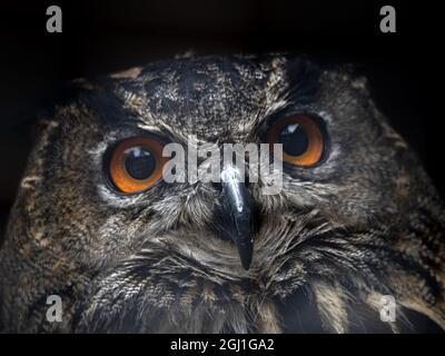 Hibou de l'aigle du Cap Bubo capensis Portrait d'oiseau africain Banque D'Images
