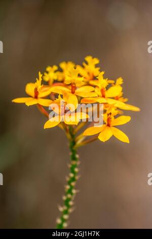 Orchid étoilé Banque D'Images