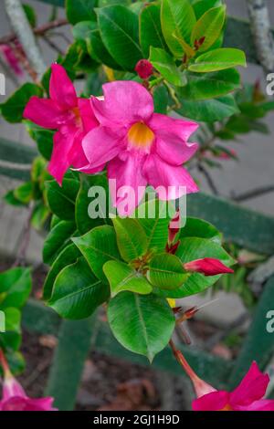 Mandevilla, vigne d'amour mexicaine Banque D'Images