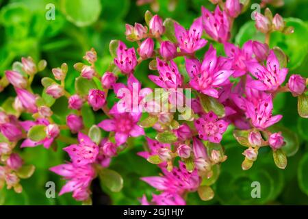 Rose fleur Sedum Banque D'Images