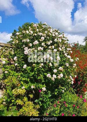 Hibiscus 'cœur rouge' plante à fleurs d'été avec une fleur rouge d'été blanche communément connue sous le nom de rose de Sharon, image de photo de stock Banque D'Images