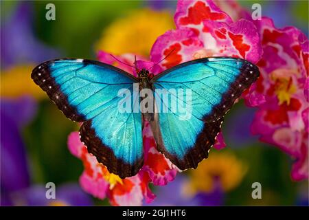 Papillon Morpho bleu, Morpho peleides, orchidée rose sur Banque D'Images