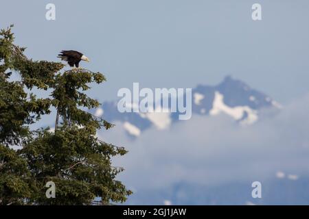 Observation des aigles à tête blanche Banque D'Images