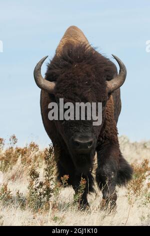 Bison Bull en mouvement Banque D'Images