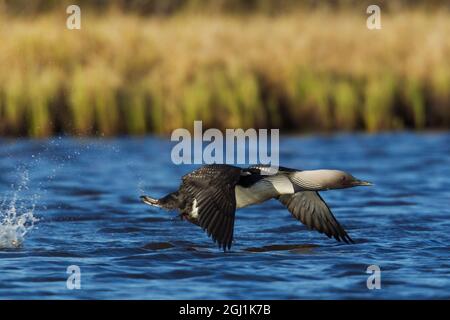 Pacific Loon en vol Banque D'Images
