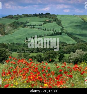 Coquelicots rouges sous la voie tortueuse toscane bordée de cyprès, la Foce, près de Montepulciano, province de Sienne, Toscane, Italie, Europe Banque D'Images