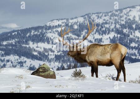 Wapiti de bœuf, hiver dans les Rocheuses Banque D'Images