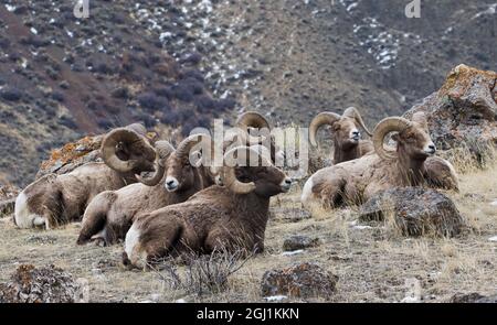 Mouflon de Bighorn des montagnes Rocheuses, béliers de repos Banque D'Images