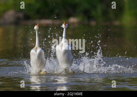 Clark's Grebes, la cour se précipitant Banque D'Images