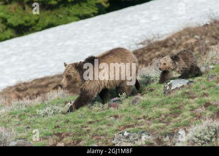 Truies grizzlis avec cub Banque D'Images