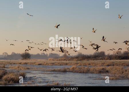 Troupeau de canards taking flight Banque D'Images