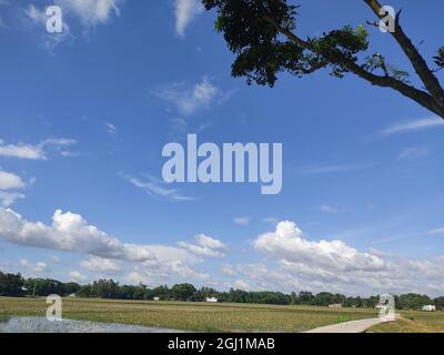 Paysage de champ de riz avec ciel bleu et nuages. Banque D'Images