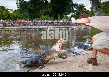 Un alligator est nourri par un gardien qualifié devant une foule nombreuse au zoo de Naples. Banque D'Images