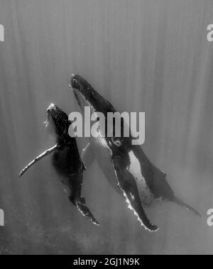 Îles du Pacifique, Royaume des Tonga. Mère et veau, baleines à bosse (Megaptera novaeangliae) dans les eaux du Royaume des Tonga. Banque D'Images