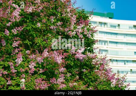 De belles fleurs violets lilas fleurissent dans la ville Banque D'Images