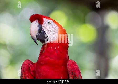 Amérique du Sud, Brésil, l'Amazone, Manaus, Amazon EcoPark Jungle Lodge, Scarlet Macaw, Ara macao. Photo d'une macaw de la scarlatine. Banque D'Images