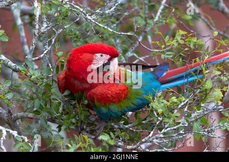 L'Amérique du Sud, Brésil, Mato Grosso do Sul, Jardim, gouffre de l'Aras, rouge et vert, de l'ara chloropterus Ara. Portrait d'un seul rouge-et-vert Banque D'Images