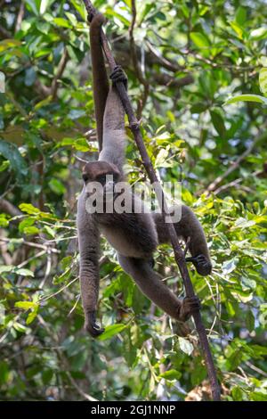 L'Amérique du Sud, le Brésil, l'Amazonie, Manaus, Amazon EcoPark Jungle Lodge, singe laineux commun, Lagothrix lagothricha. Singe laineux commun pendaison fro Banque D'Images