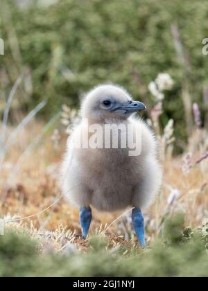 Falkland skua ou skua chick brun. Ce sont les grands skua de la région polaire et subpolaire du sud, les îles Falkland. Banque D'Images