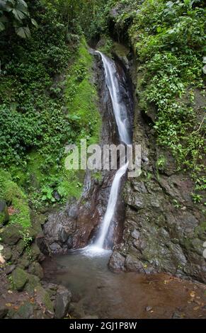 Cascade dans le parc Mistico Hanging Bridges, Costa Rica. Banque D'Images